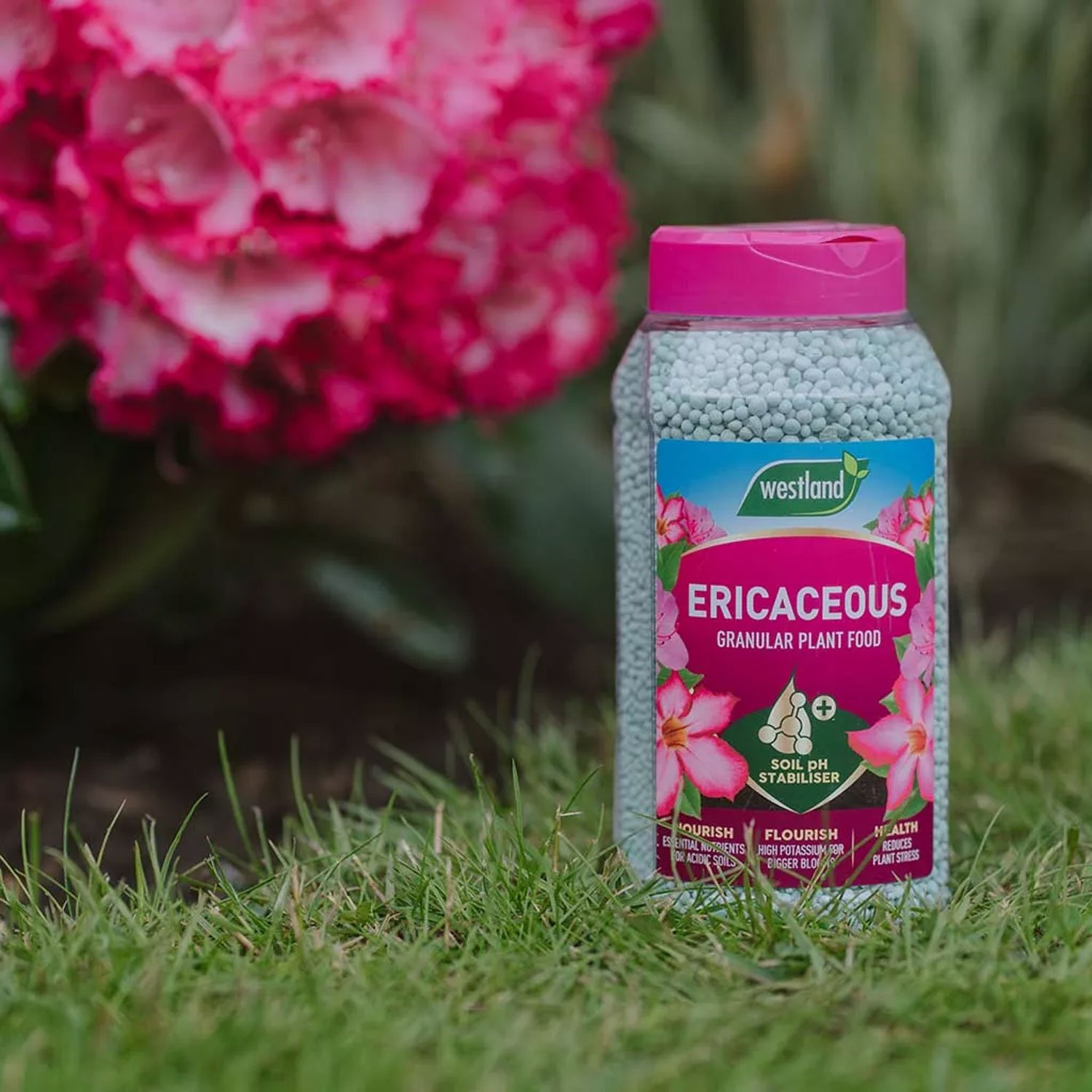 Westland Ericaceous Plant Food Granules Jar 900g - Image 2